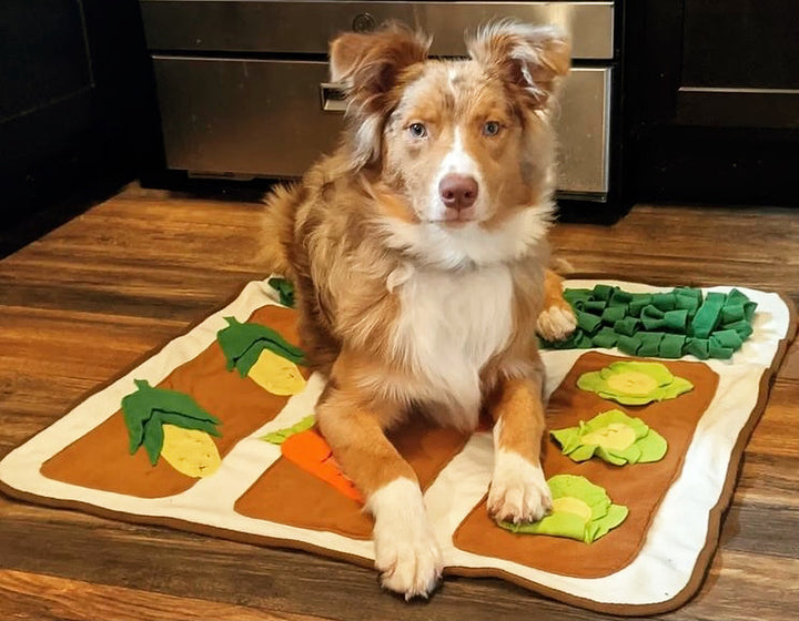 Why your dog needs a snuffle mat