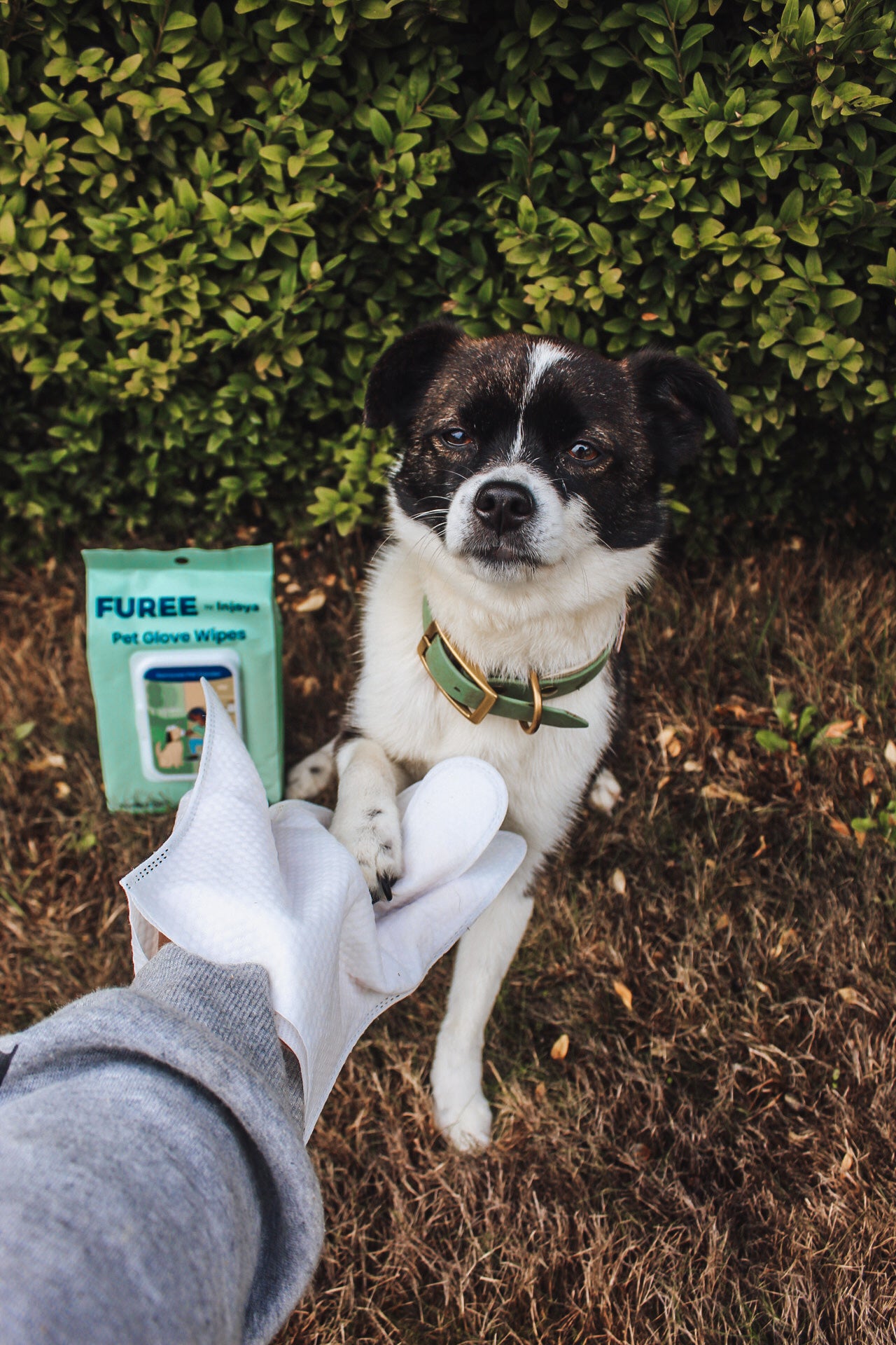 Pet Glove Wipes in use, showing a pet owner cleaning their dog's fur, highlighting the wipes' ease of use and effectiveness.